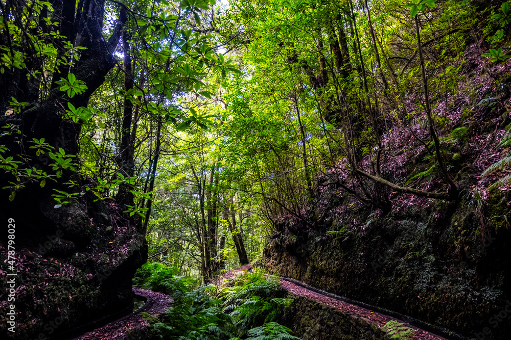 Fototapeta premium Madeira - Levada dos Cedros