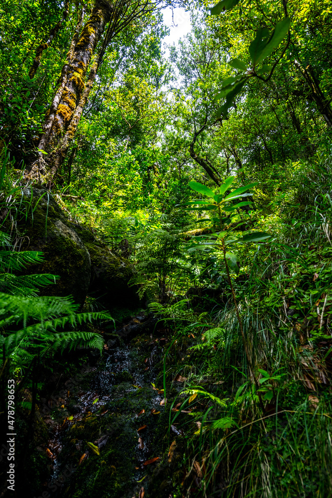 Fototapeta premium Madeira - Levada dos Cedros