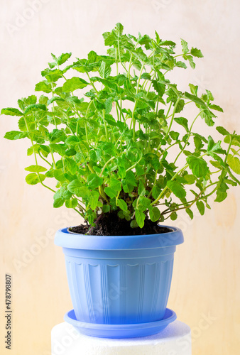 Mint plant in the flower pot at home. Growing aromatic herbs indoors