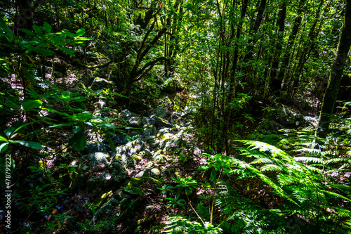 Madeira - Levada dos Cedros