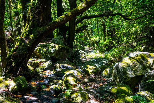 Madeira - Levada dos Cedros