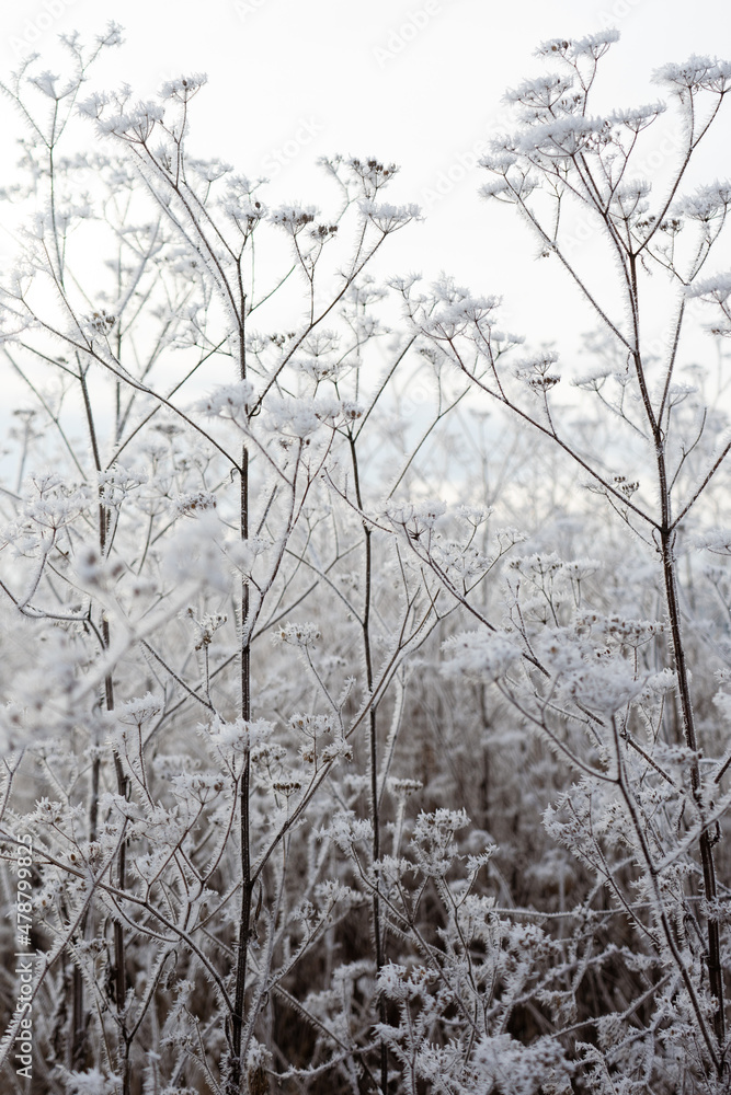 frozen meadow frozen meadow