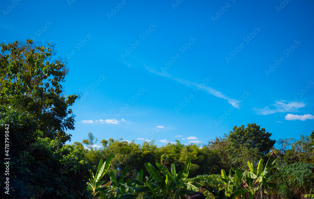 Fototapeta premium Garden area Agriculture Trees for various kinds of fruits on a clear day There are a few white clouds. In the daytime the sky is bright blue.