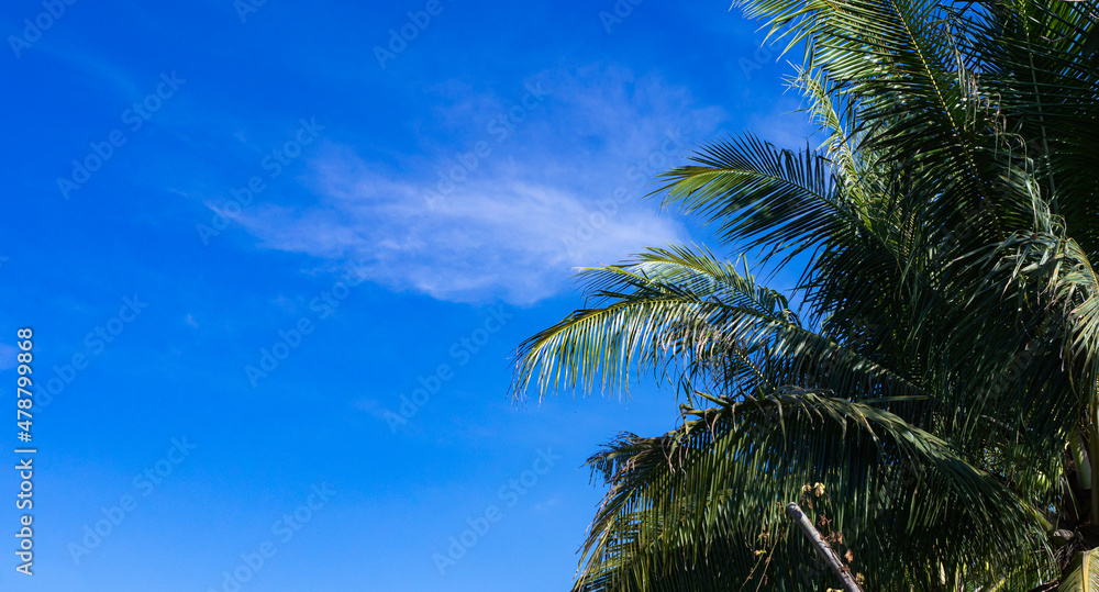 Leaves of coconut trees, outdoors, bright sky, little white clouds as background.