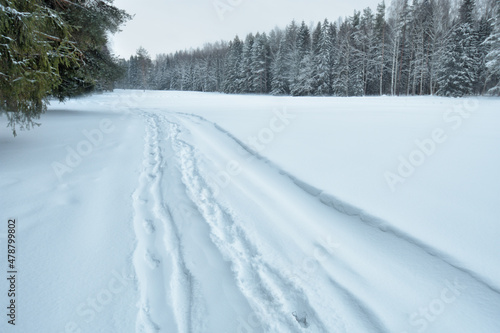 Winter weather in the forest.