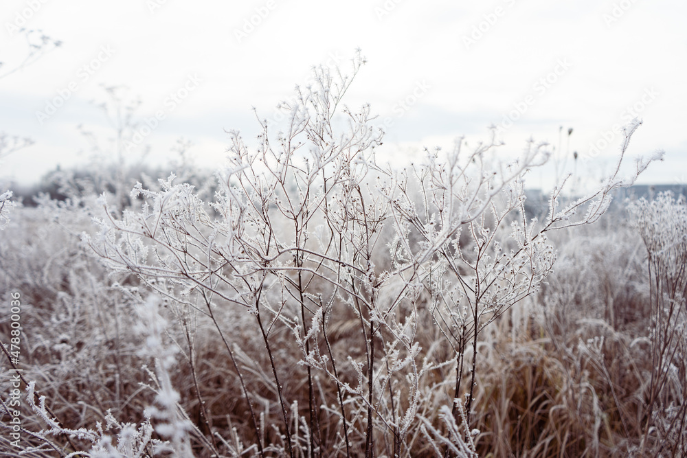 frozen meadow frozen meadow