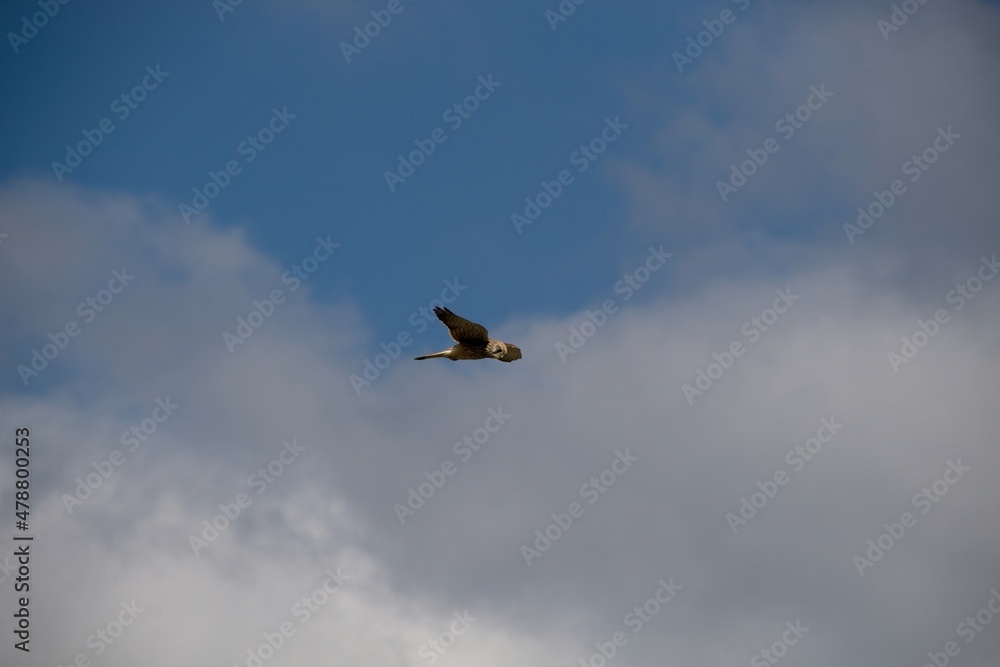 osprey in the sky osprey in the sky