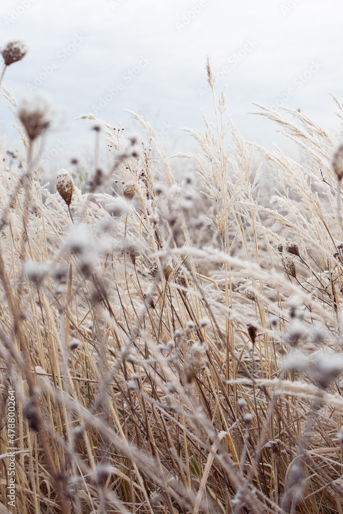 Fototapeta premium frozen meadow natural colors