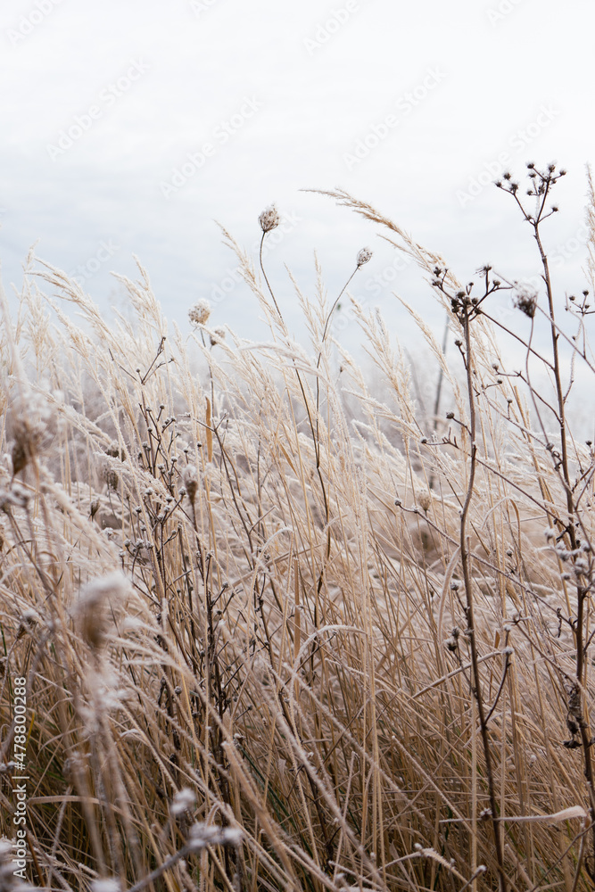 Obraz premium frozen meadow natural colors