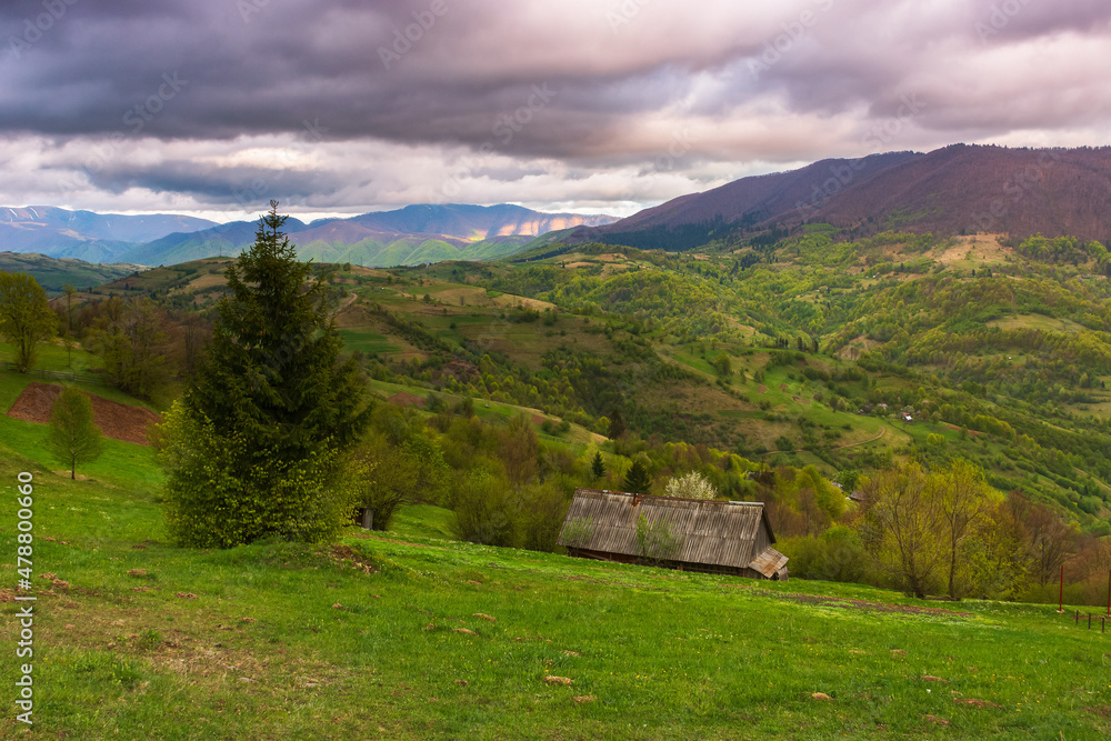 dramatic mountain scenery with trees and meadows. beautiful afternoon in springtime. green rural landscape with rolling hills beneath a cloudy sky in evening light. transcarpathia, ukraine