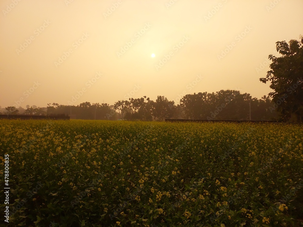 mustard field in winters with setting sun, yellow farm, yellow flowers farm, Indian mustard field, village of India, Indian mustard yellow flowers.