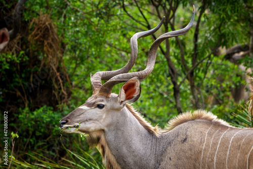 Greater kudu or kodoo (Tragelaphus strepsiceros) male. Mpumalanga. South Africa. © Roger de la Harpe