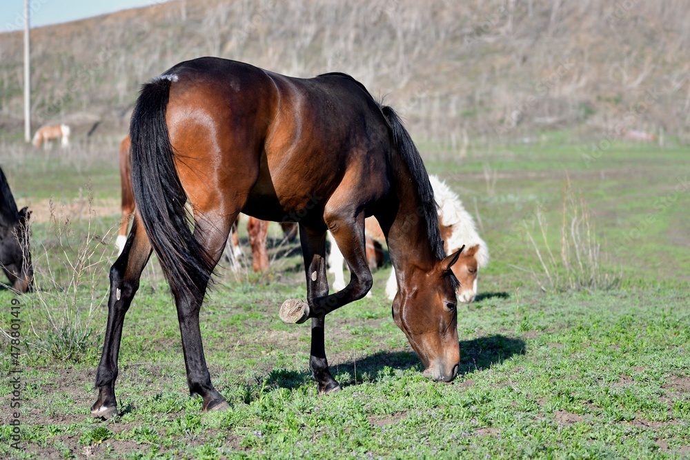 Fototapeta premium Horses graze on the farm in early spring 