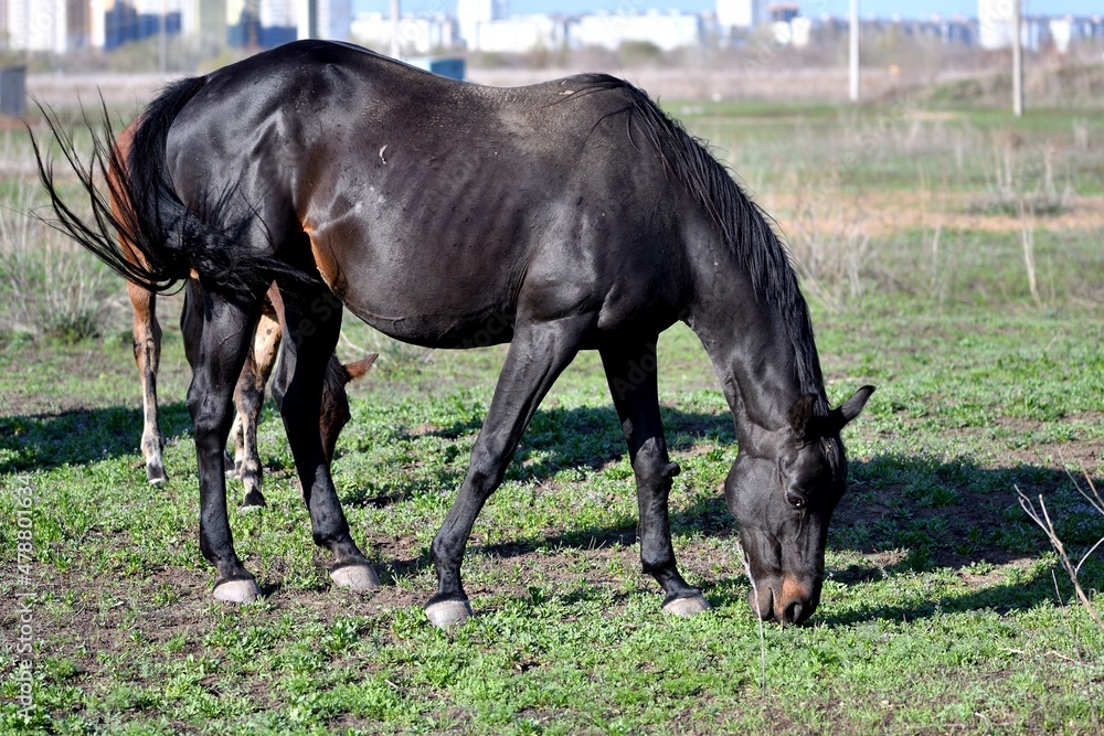 Horses graze on the farm in early spring Horses graze on the farm in early spring