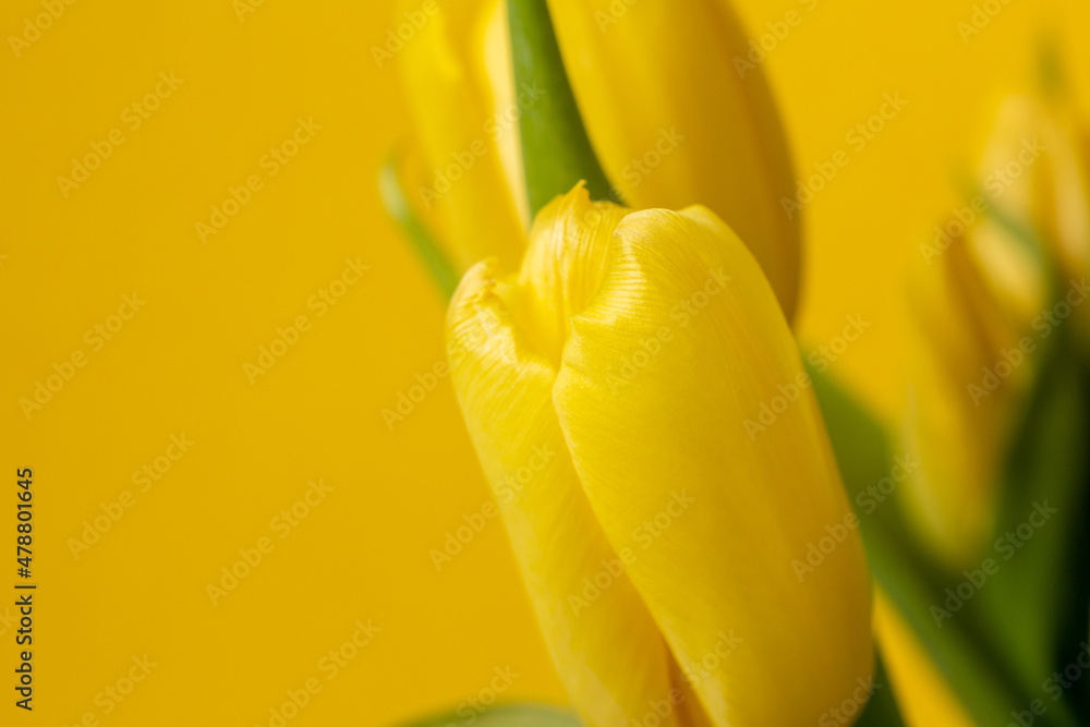 fresh yellow tulips with green leaves and stems on a yellow background. fresh yellow tulips with green leaves and stems on a yellow background.