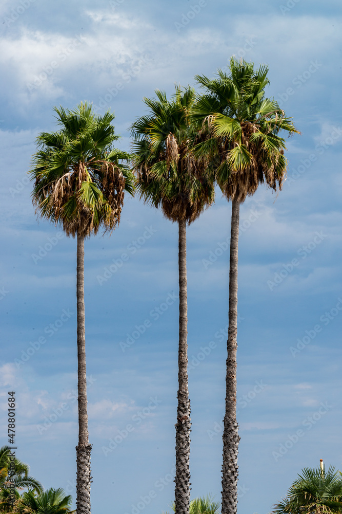 Palms trees 