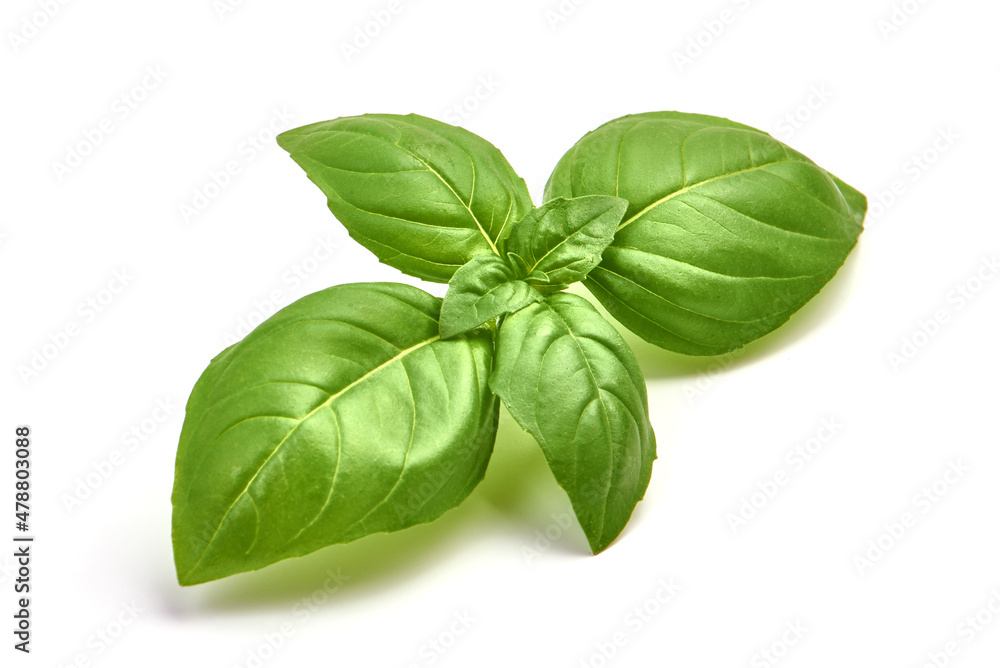 Basil leaves, isolated on white background.