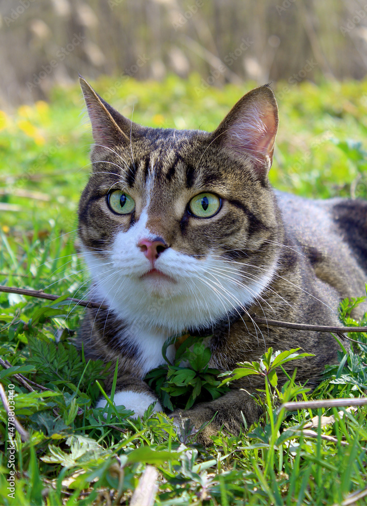 A striped cat is lying on the green grass. Close-up.