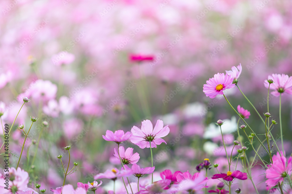 cosmos flowers field and copy space bright day cosmos flowers field and copy space bright day