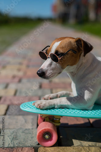 Fototapeta Naklejka Na Ścianę i Meble -  Jack russell terrier dog in sunglasses rides a penny board outdoors.