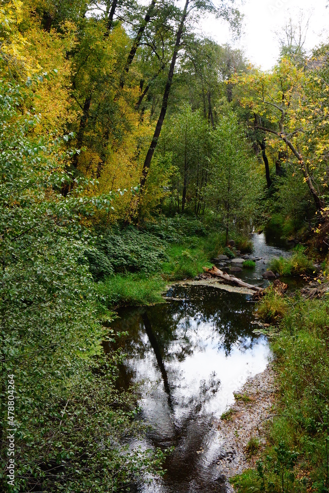 Hidden Beauty of Arizona's Forest Landscape