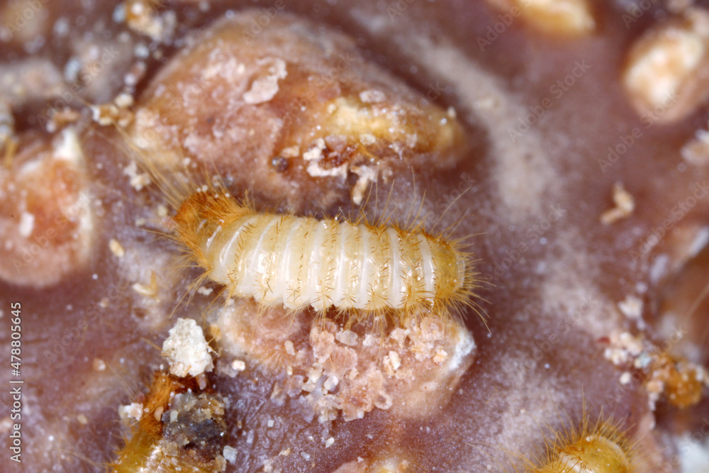 Larva of Dermestidae species Trogoderma anthrenoides, chocolate and sweets pest. Larva of Dermestidae species Trogoderma anthrenoides, chocolate and sweets pest.