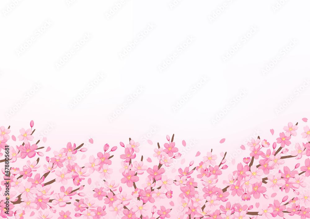 Fototapeta premium 桜の花のイラスト 背景デザイン 春の風景 コピースペース