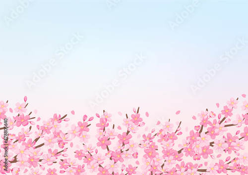 桜の花のイラスト　背景デザイン