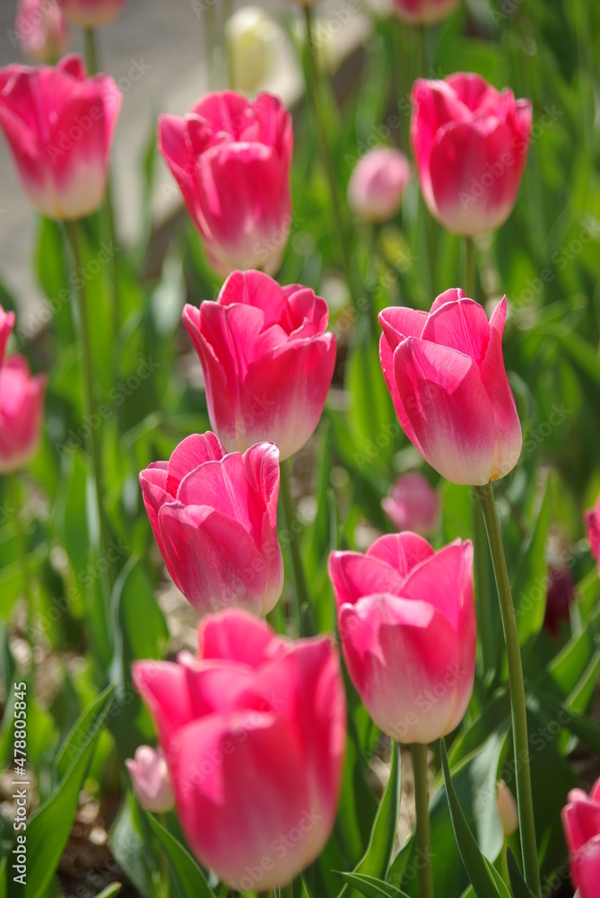 Tulipes roses au jardin