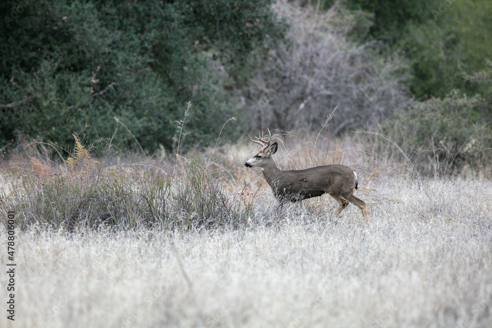 A Buck Mule Deer in the California Dry Hill Foraging for Food in the Grass and Browsing in the Field A Buck Mule Deer in the California Dry Hill Foraging for Food in the Grass and Browsing in the Field