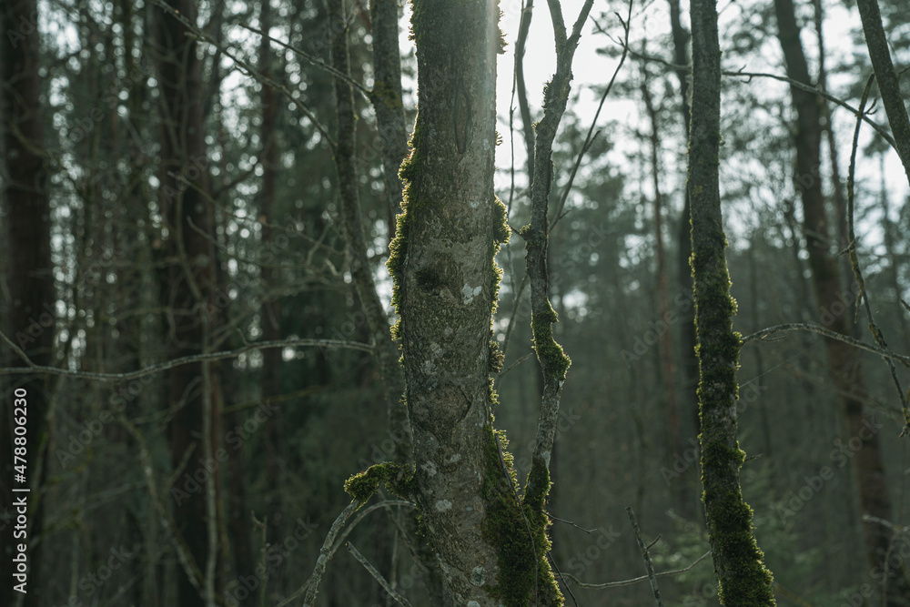 Obraz premium Morning sun rays in the forest.