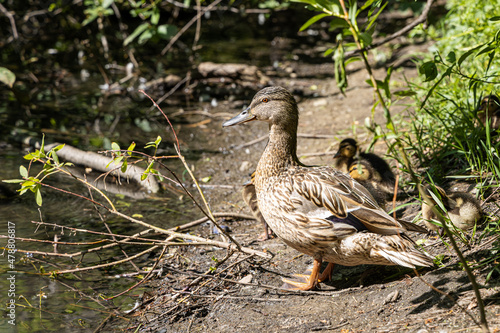 Brown aduld duck and little ducks are in the summer park by a pond photo