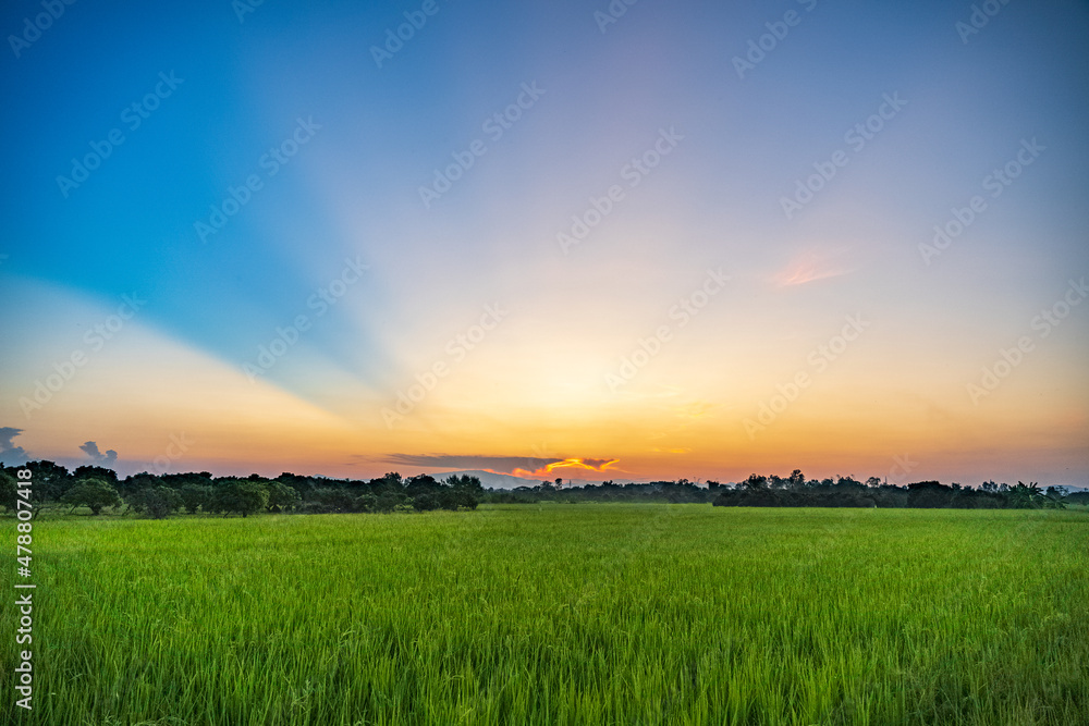The sun shone on the fields covered with rice growing out. When the sunset in the evening.