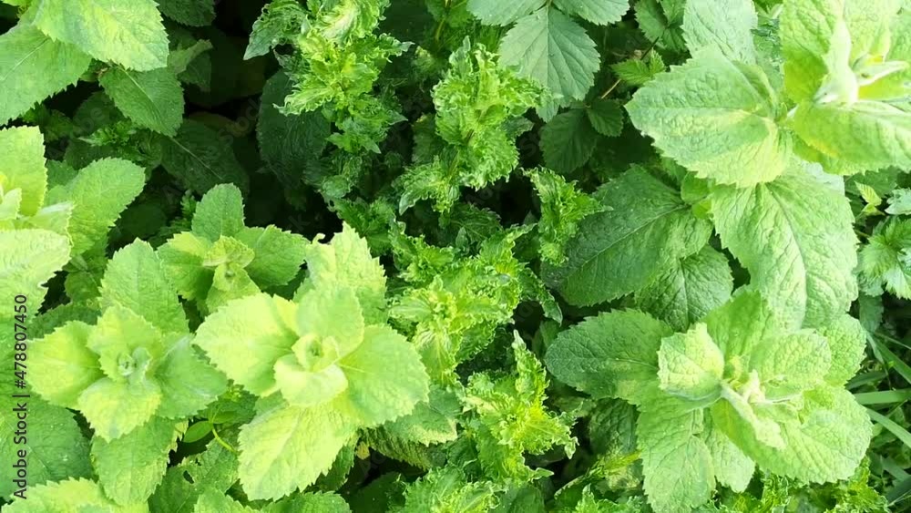 Mint. Camera movement along the herb bed. Mint leaves on a summer day. Natural background. Mint. Camera movement along the herb bed. Mint leaves on a summer day. Natural background.