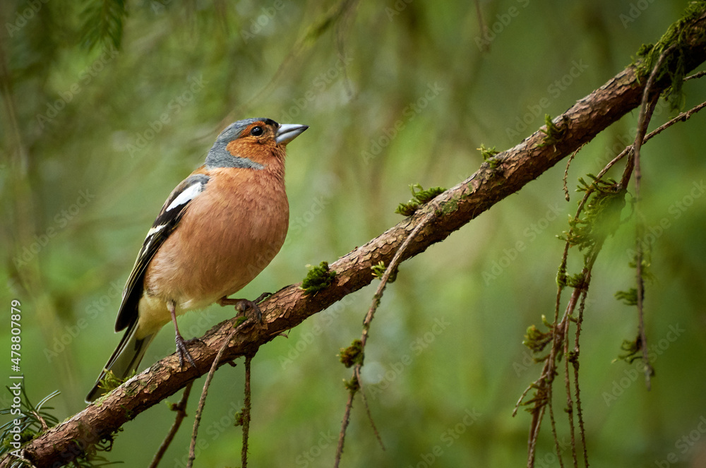 Side view of a chaffinch bird (Fringilla coelebs) sitting on branch in the tree. Side view of a chaffinch bird (Fringilla coelebs) sitting on branch in the tree.