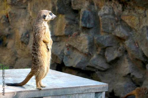 The surricate stands on its hind legs in the park. photo