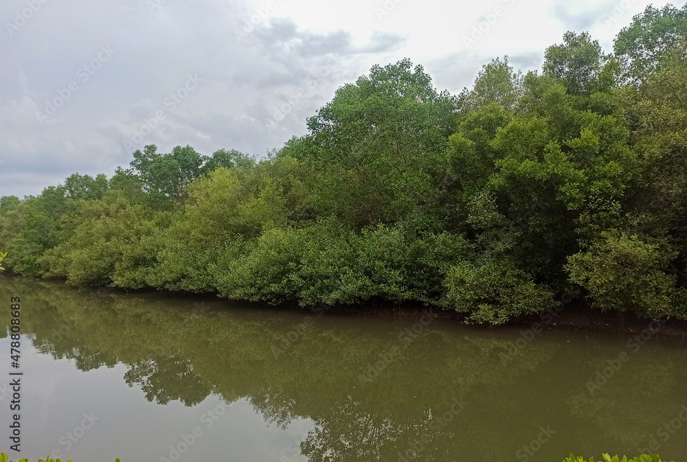 Reflecting mangrove forest