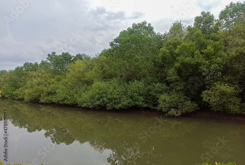 Reflecting mangrove forest