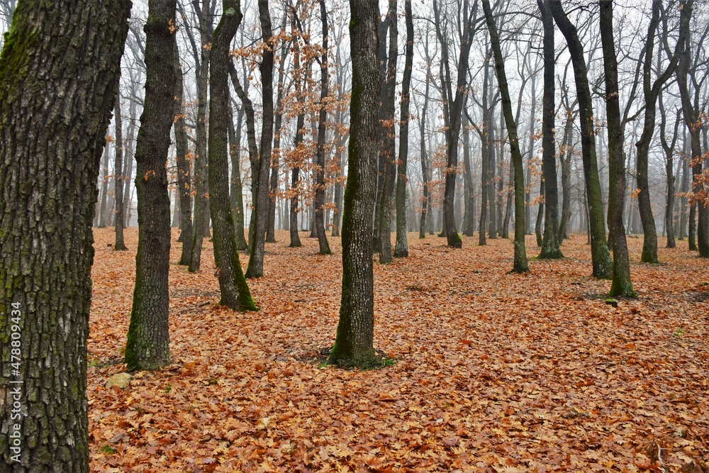 autumn in the woods autumn in the woods