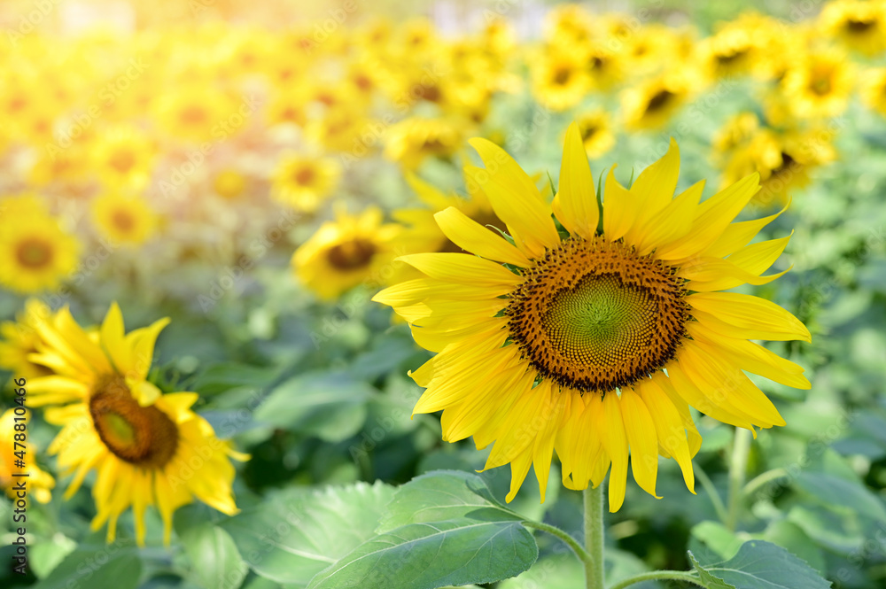 Fresh Sunflower blooming in the morning sun shine with nature background in the garden, Thailand. Fresh Sunflower blooming in the morning sun shine with nature background in the garden, Thailand.