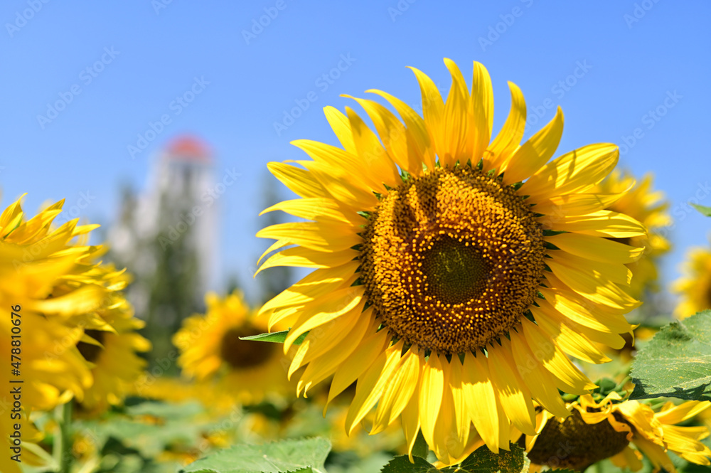 Fresh Sunflower blooming in the morning sun shine with nature background in the garden, Thailand. Fresh Sunflower blooming in the morning sun shine with nature background in the garden, Thailand.