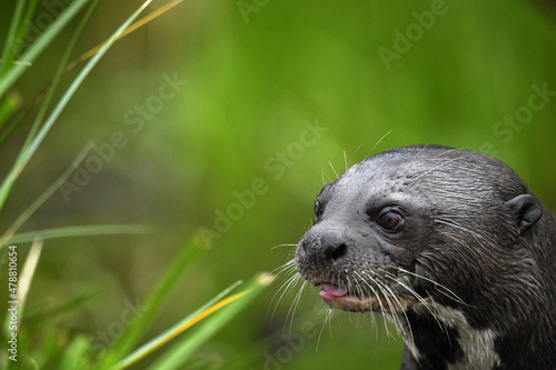 Giant otter with tongue out. Giant River Otter, Pteronura brasiliensis. Natural habitat. Brazil photo