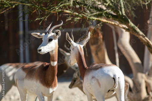 Fototapeta Naklejka Na Ścianę i Meble -  Dama Gazelle in their Zoo Enclosure Habitat