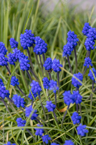 grape hyacinths in the garden .