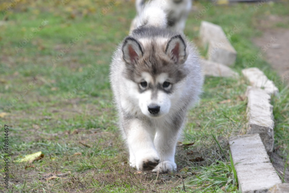Alaskan Malamute on vacation in the summer Alaskan Malamute on vacation in the summer