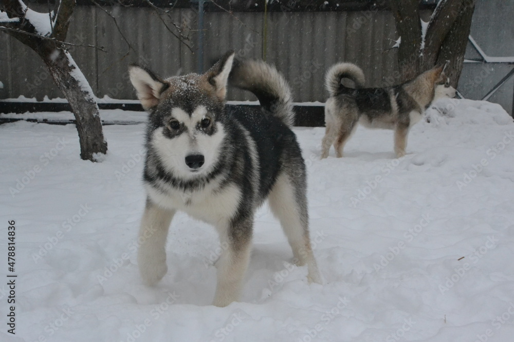 Alaskan malamute on vacation in winter Alaskan malamute on vacation in winter
