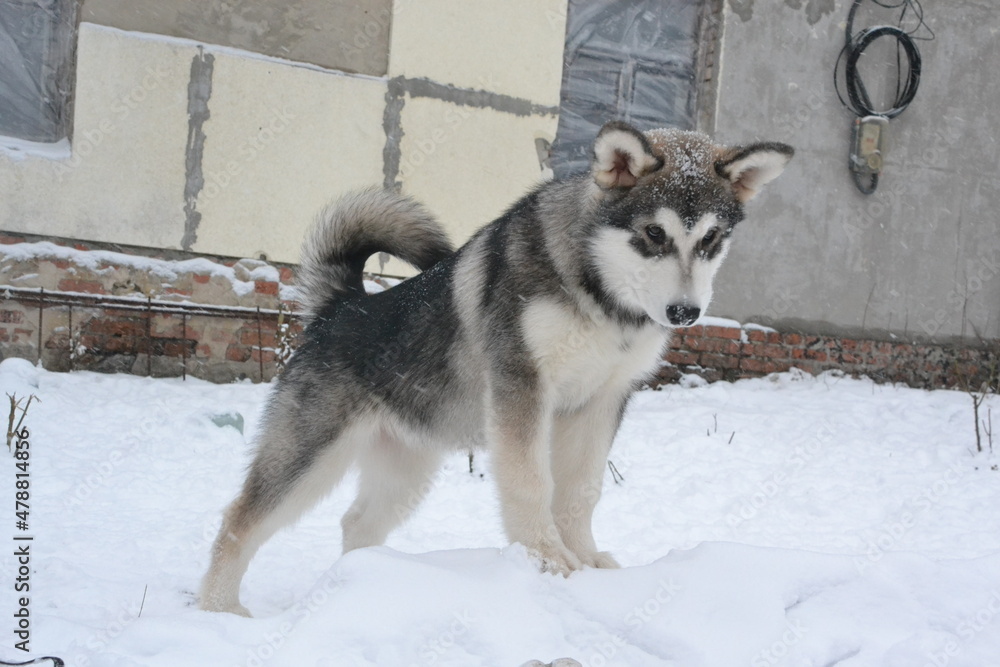 Alaskan malamute on vacation in winter Alaskan malamute on vacation in winter