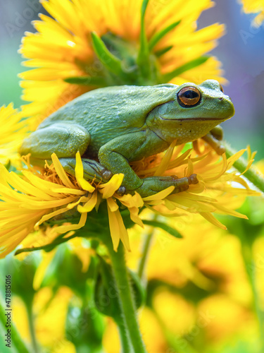 Macro photography of a green dotted tree frog resting on the yellow flower of the erato vulcanica, near the colonial town of Villa de Leyva in central Colombia. photo