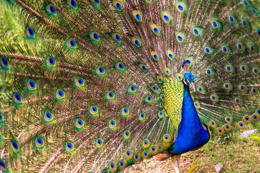 Naklejka premium Wide angle photography of an Indian peafowl in full dispaly, captured in a park in the city of Cali in the southwest Andean mountains of Colombia.