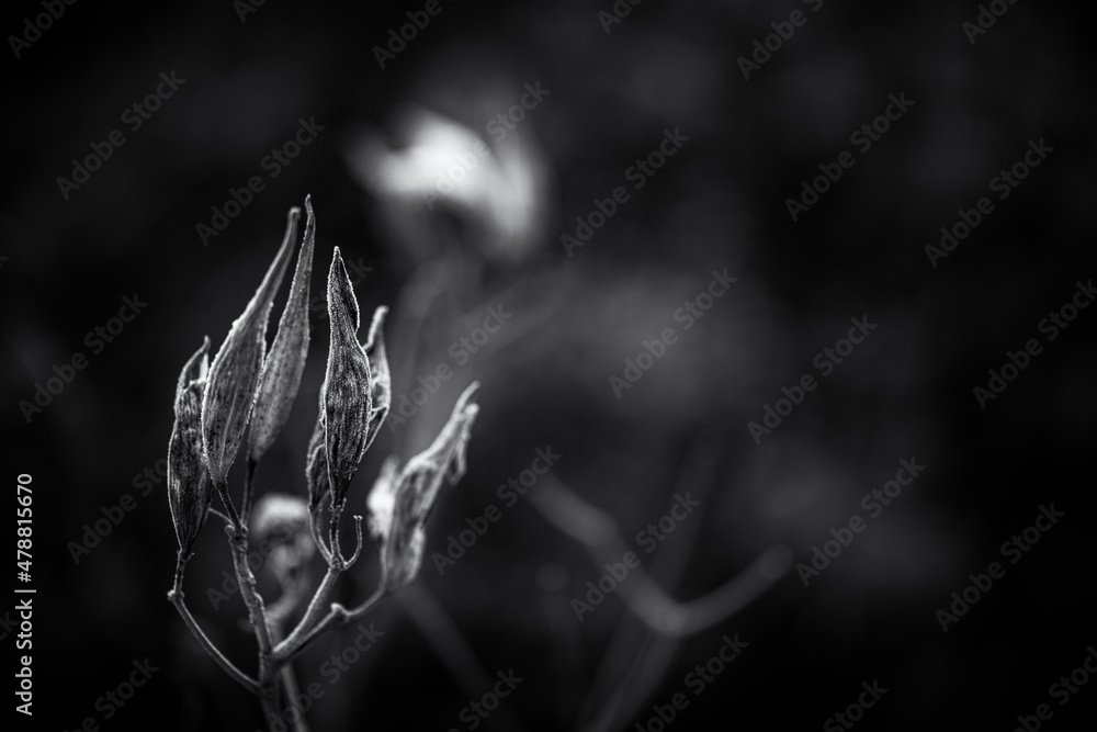 abstract dry frozen grass on blurred background abstract dry frozen grass on blurred background